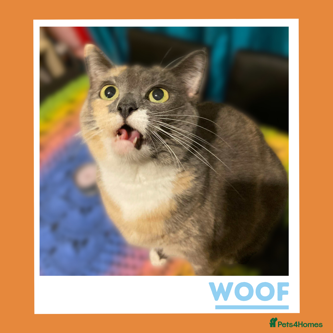 Mixed Breed cats for adoption: A golden girl looking for love - Image 3