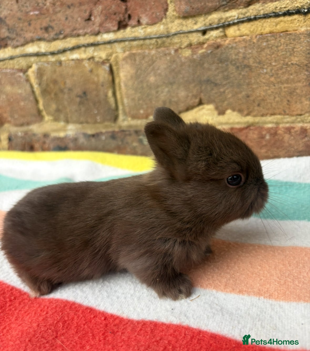 Netherland Dwarf rabbits 3 Sweet Netherland Dwarf bunnies available  - Advert 2