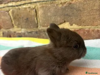 Netherland Dwarf rabbits 3 Sweet Netherland Dwarf bunnies available - Advert 2
