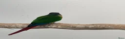 Conures birds for sale: Proven breeding conure pair  - Advert 2