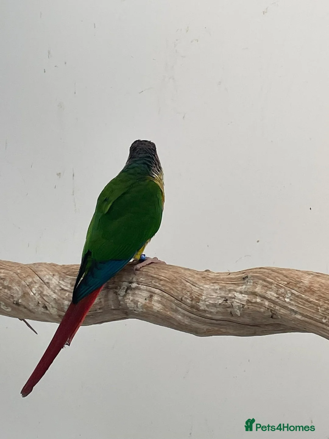 Conures birds for sale: Proven breeding conure pair  - Advert 2