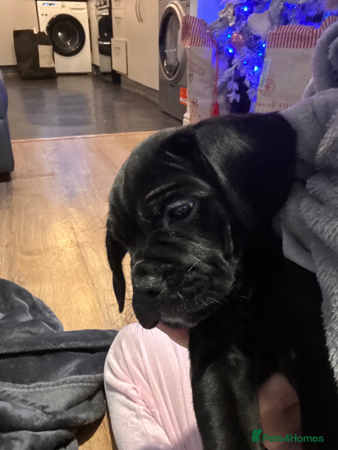 Mixed Breed dogs for sale: Cockerbull - Advert 3