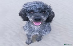 Mixed Breed dogs for sale: Gorgeous Cockapoo/Jackapoo Puppies - Image 12