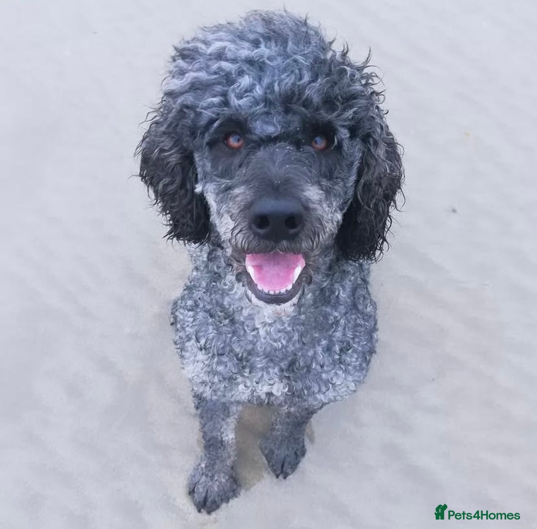 Mixed Breed dogs for sale: Gorgeous Cockapoo/Jackapoo Puppies - Image 12