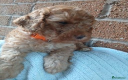 Cockapoo dogs for sale: READY NOW 5* F2B Apricot Merle Cockapoos - Image 15