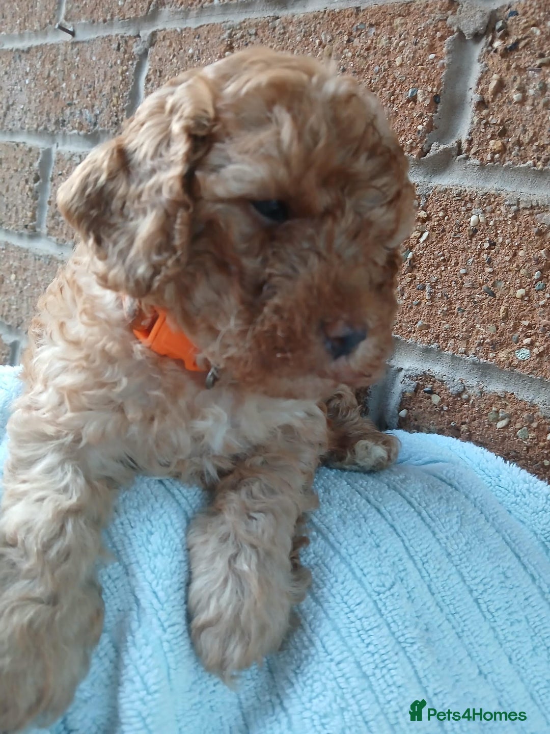 Cockapoo dogs for sale: READY NOW 5* F2B Apricot Merle Cockapoos - Image 15