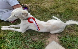 Mixed Breed dogs for sale: Suluki whippet  - Image 1