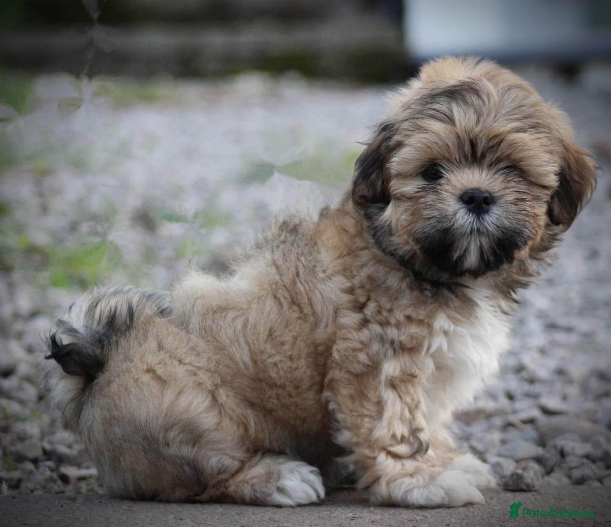 Lhasa Apso dogs for stud: Kc registered Lhasa for Stud  - Advert 2