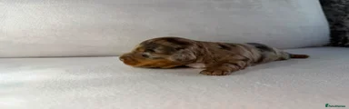 Miniature Dachshund 2