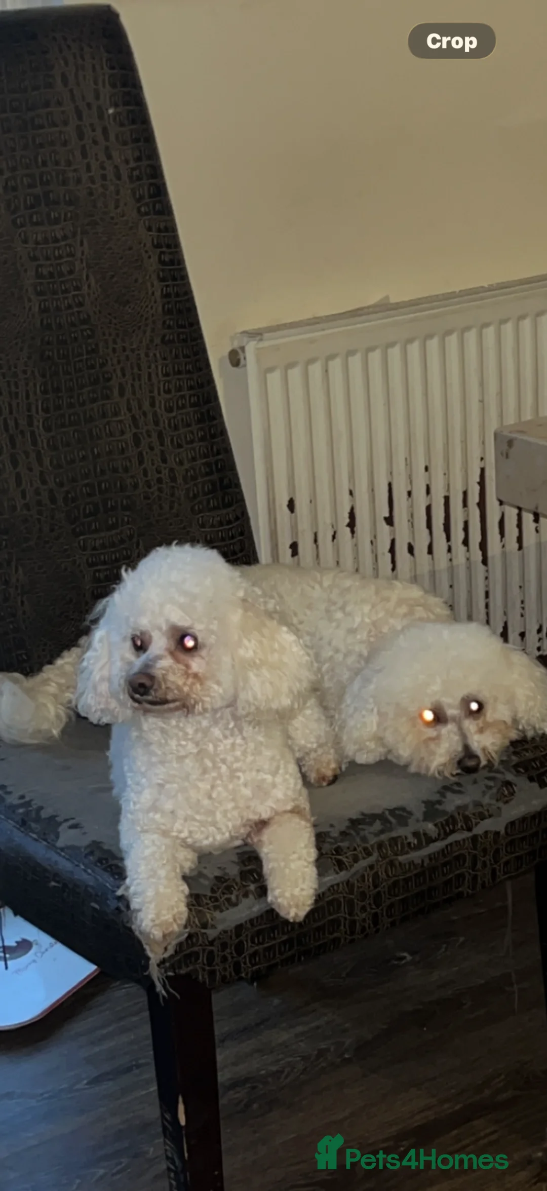 Bichon Frise dogs for sale: Adorable Bichions Frise in Glasgow - Advert 8