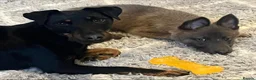 Jagdterrier dogs for sale: Jagd terrier  in Houghton le Spring - Advert 7