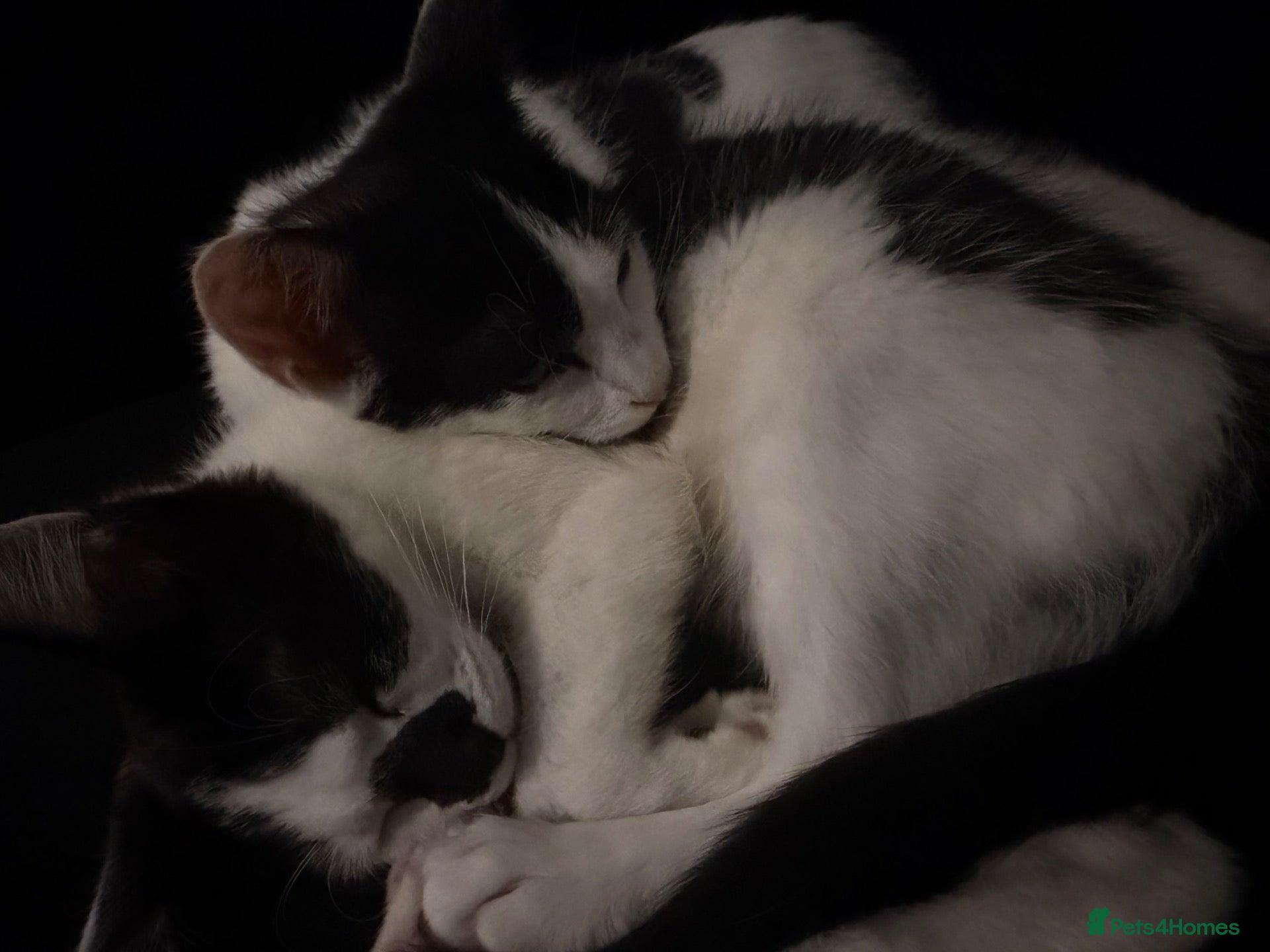 Domestic Shorthair cats Black and white kittens  - Advert 1
