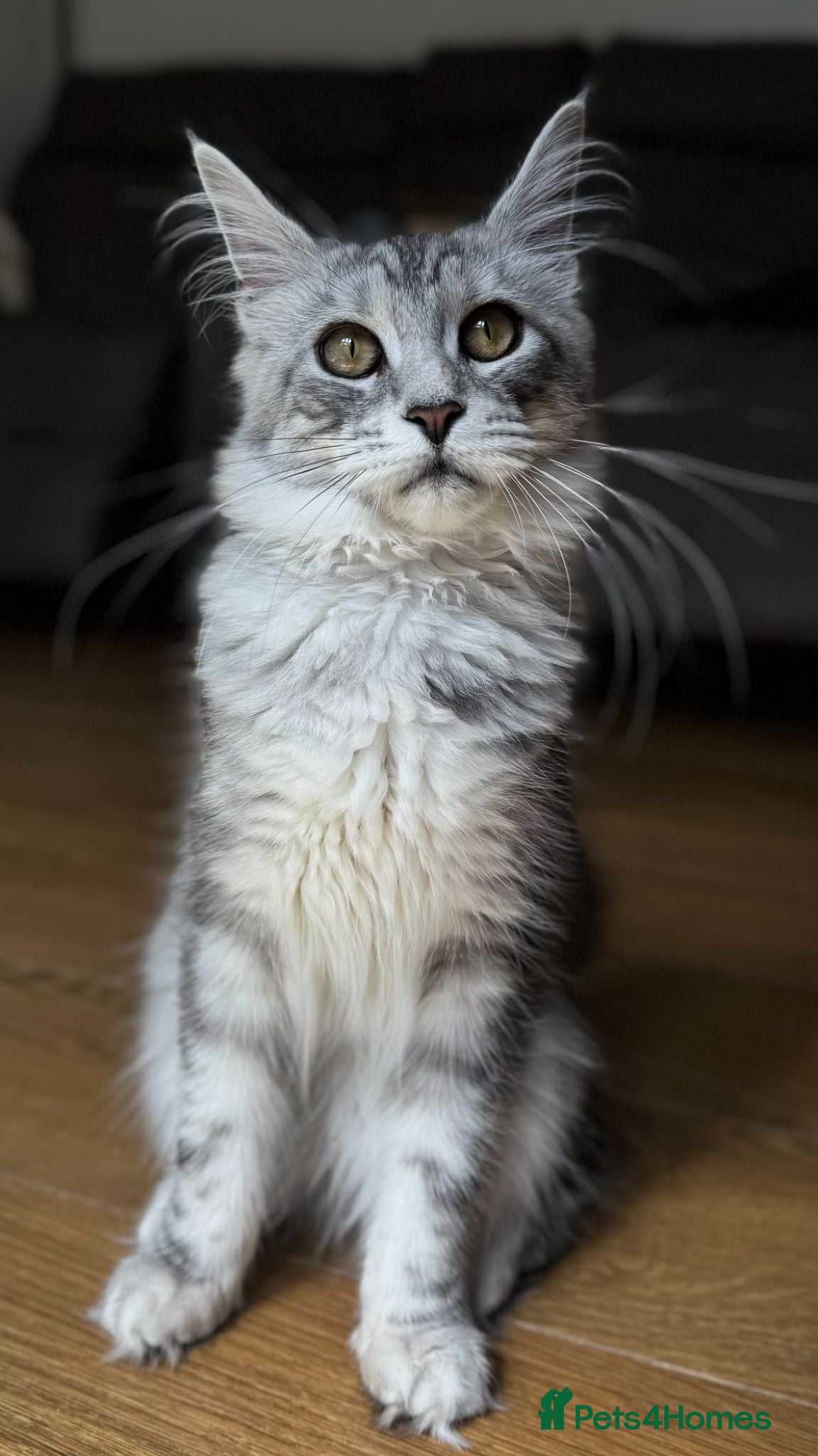 Maine Coon cats Only this weekend Maine Coon super price - Advert 1