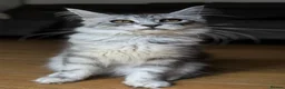 Maine Coon cats for sale: Only this weekend Maine Coon super price - Advert 1