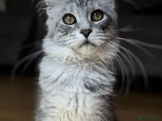 Maine Coon cats Only this weekend Maine Coon super price - Advert 1