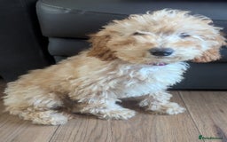 Poodle dogs for sale: ⭐ READY⭐ Reduced Adorable poodles puppies  in Margate - Image 18