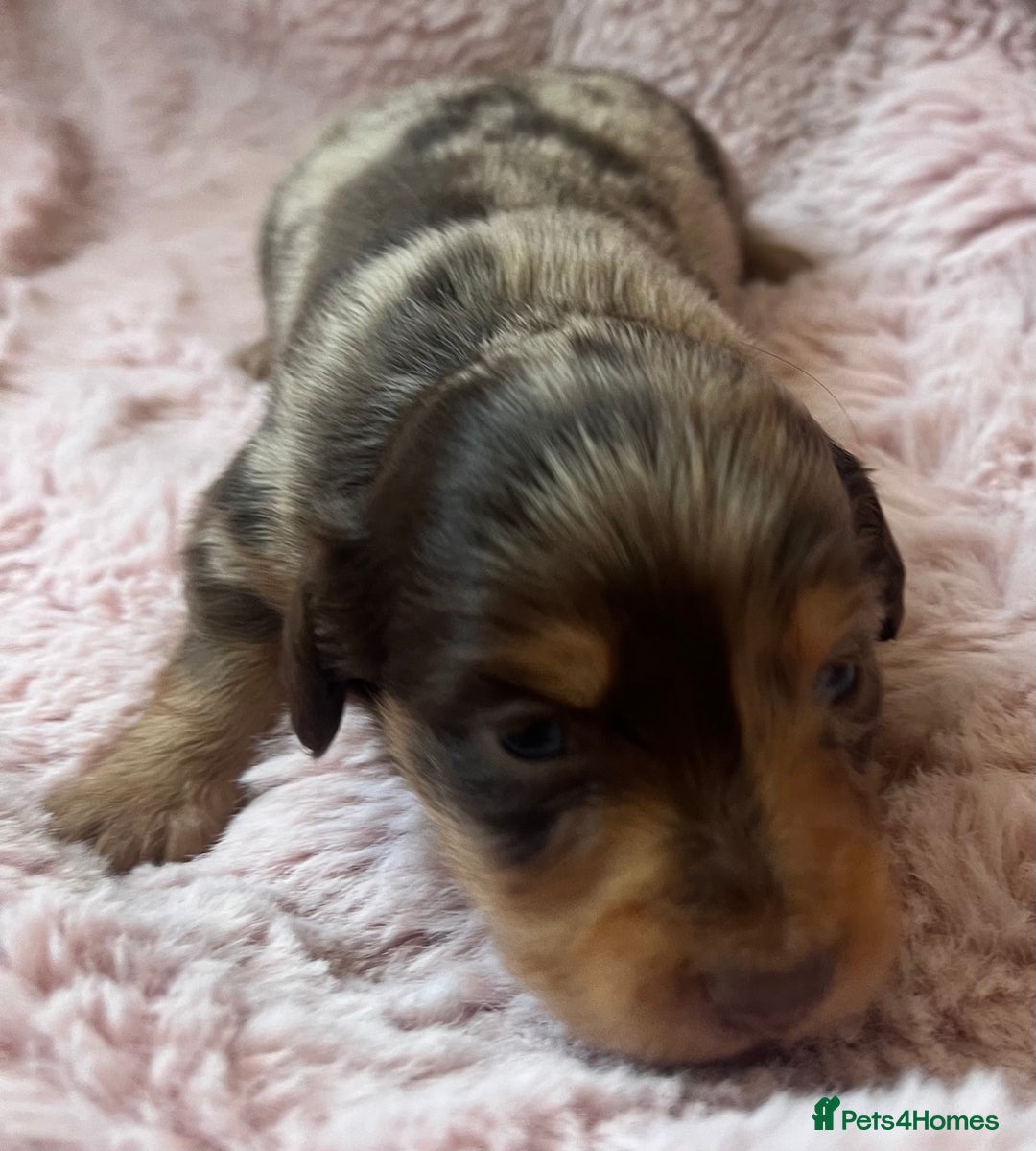 Miniature Dachshund dogs for sale: Long hair tiny kc reg dachshund babies  - Advert 6