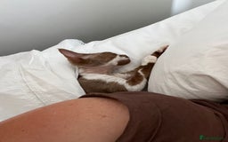 Devon Rex cats for sale: Beautiful GCCF Devon Rex girl  - Image 5