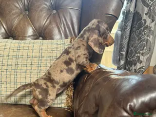 Miniature Dachshund dogs for sale: Miniature Dachshund Puppies - Advert 2