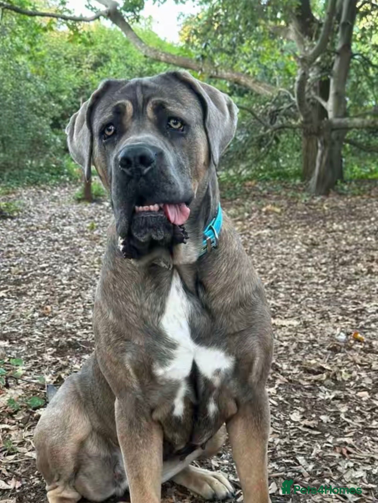 Cane Corso dogs Cane corso  - Advert 1