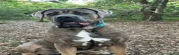 Cane Corso dogs for sale: Cane corso  in Shipley - Advert 1