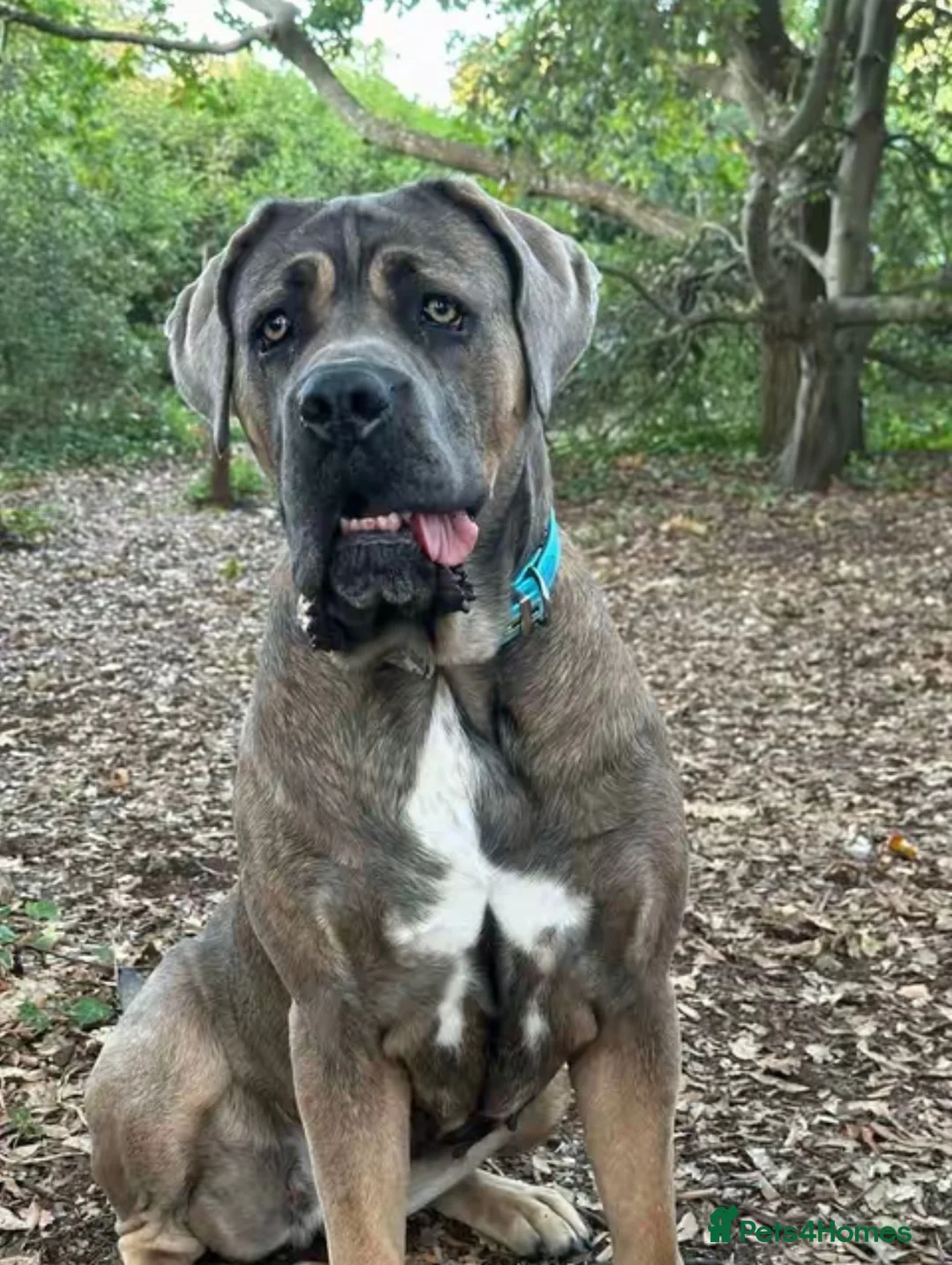 Cane Corso dogs for sale: Cane corso  in Shipley - Advert 1