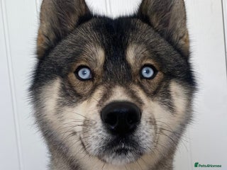 Siberian Husky dogs in Warwick - Advert 9