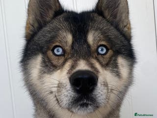 Siberian Husky dogs PROVEN Agouti Siberian Husky Stud in Warwick - Advert 15