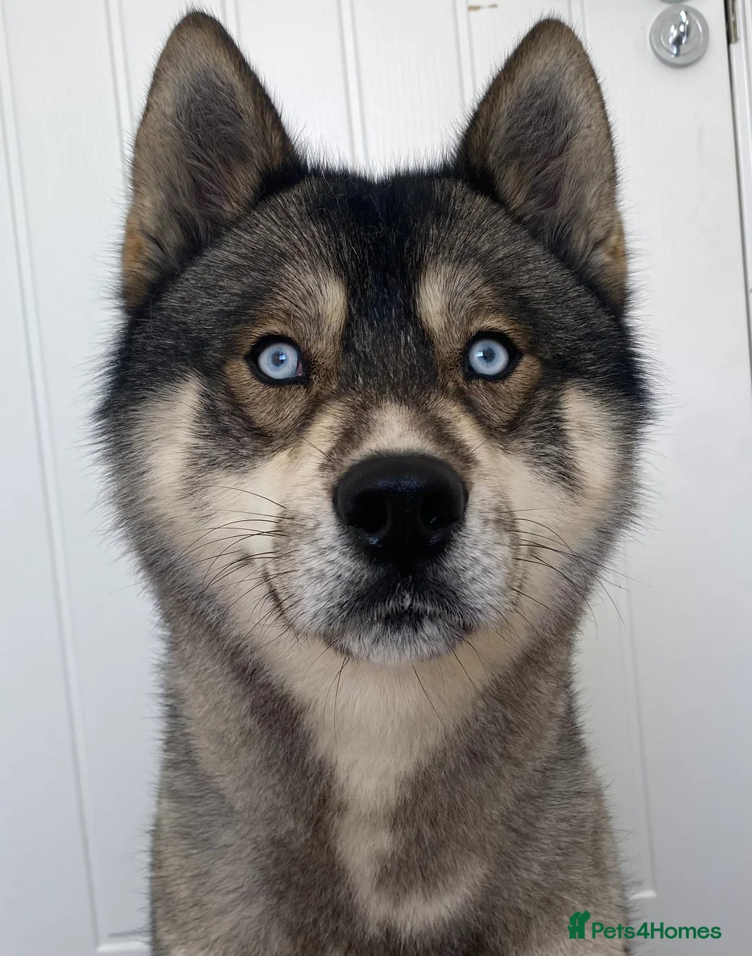 Siberian Husky dogs for stud: PROVEN Agouti Siberian Husky Stud in Warwick - Advert 1