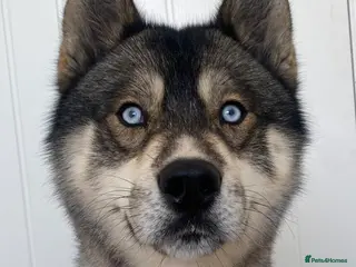 Siberian Husky dogs PROVEN Agouti Siberian Husky Stud in Warwick - Advert 1