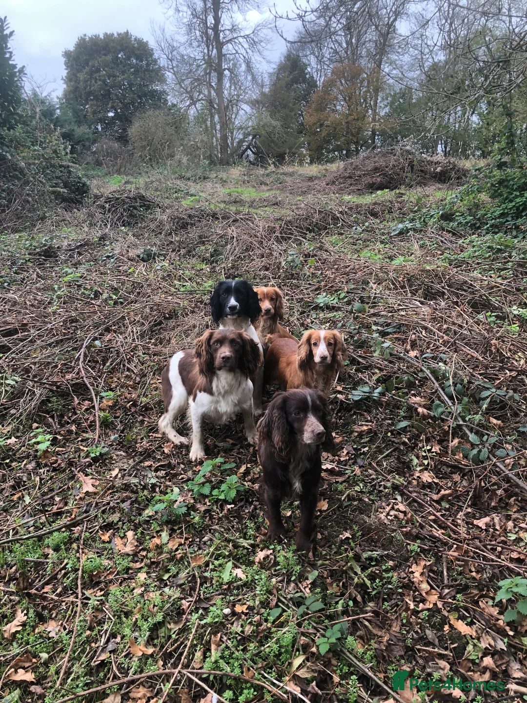 English Springer Spaniel dogs for stud: ACE SPIRIT ONE OF ELISHADE  in Tonbridge - Advert 9