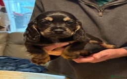 Cocker Spaniel dogs for sale: Cocker spaniel puppies-show type - Image 13