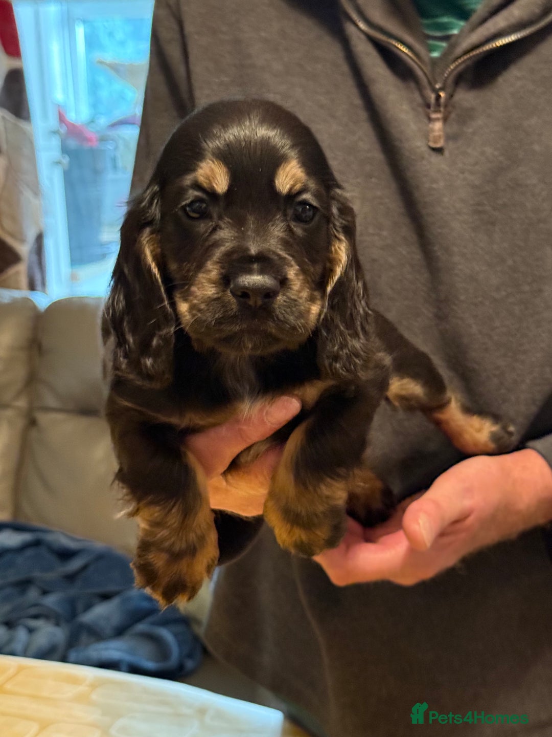 Cocker Spaniel dogs for sale: Cocker spaniel puppies-show type - Image 13