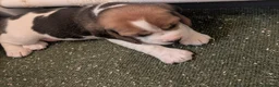 Beagle dogs for sale: Beagle puppies  - Advert 8