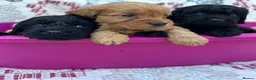 Cockapoo dogs for sale: Beautiful cockapoo puppies - Advert 7