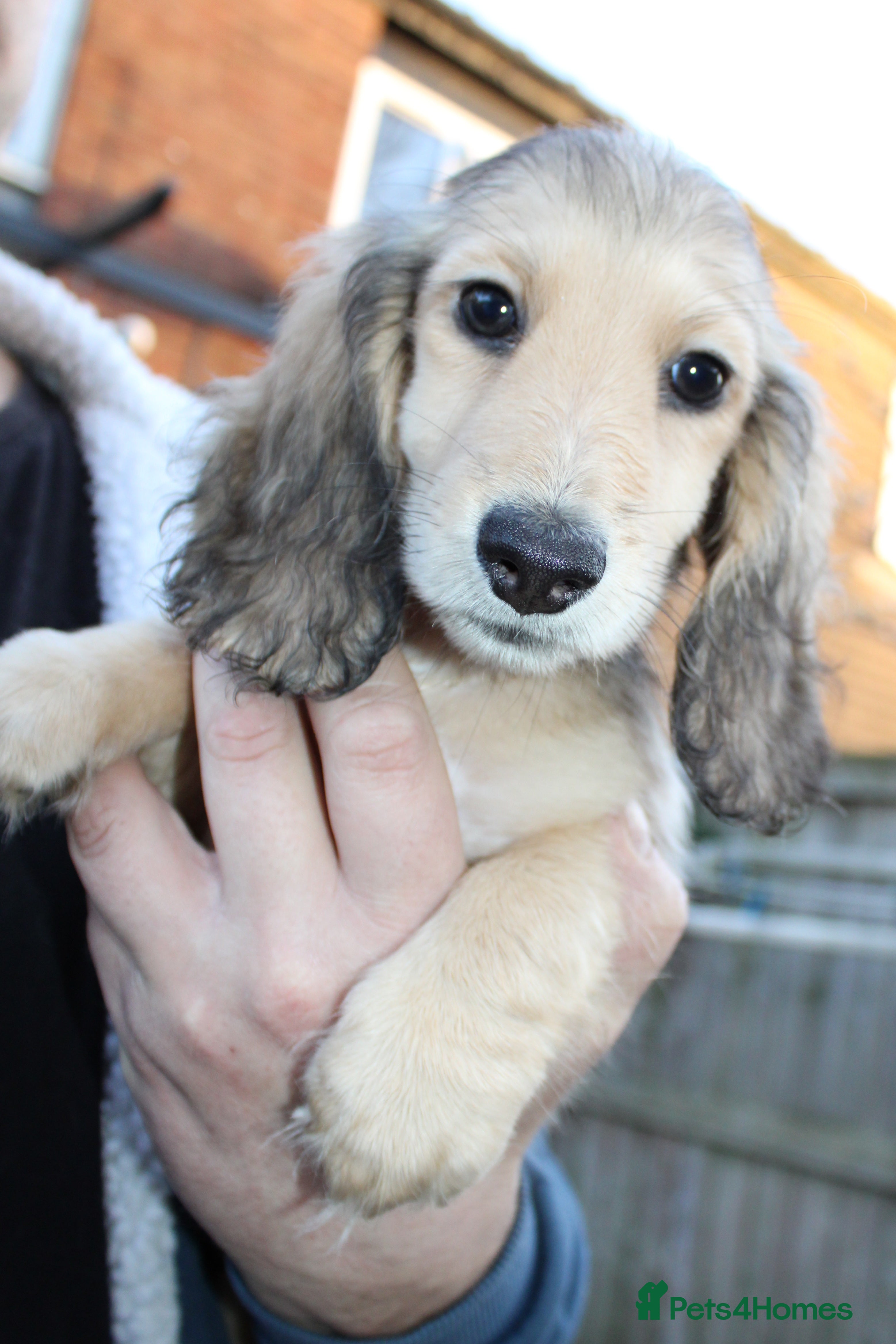 Miniature Dachshund dogs Long Hair cream  - Advert 1