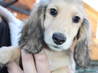 Miniature Dachshund dogs Long Hair cream - Advert 1