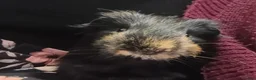 Guinea Pig rodents for sale: My names button. Nice to meet you in Hartlepool - Advert 3