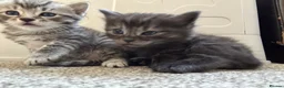 Bengal cats for sale: Bengal x Maine coone kittens - Advert 11