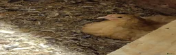 Chickens poultry for sale: Buff Orpington cockeral  - Advert 3
