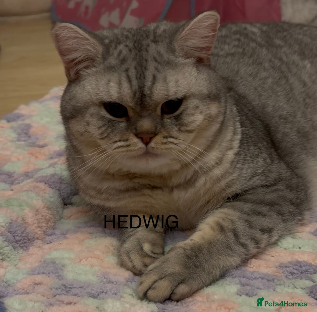 British Shorthair cats for sale: 3 Kittens•Full Pedigree•Champions bloodline•GCCF - Advert 17