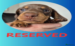 Miniature Dachshund dogs for sale: Miniature Dachshund Pups Looking for Loving Homes - Image 3