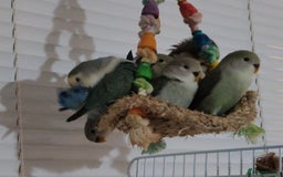 Lovebirds birds for sale: 🐦 Story of The Cutie Siblings! 💚 - Image 7