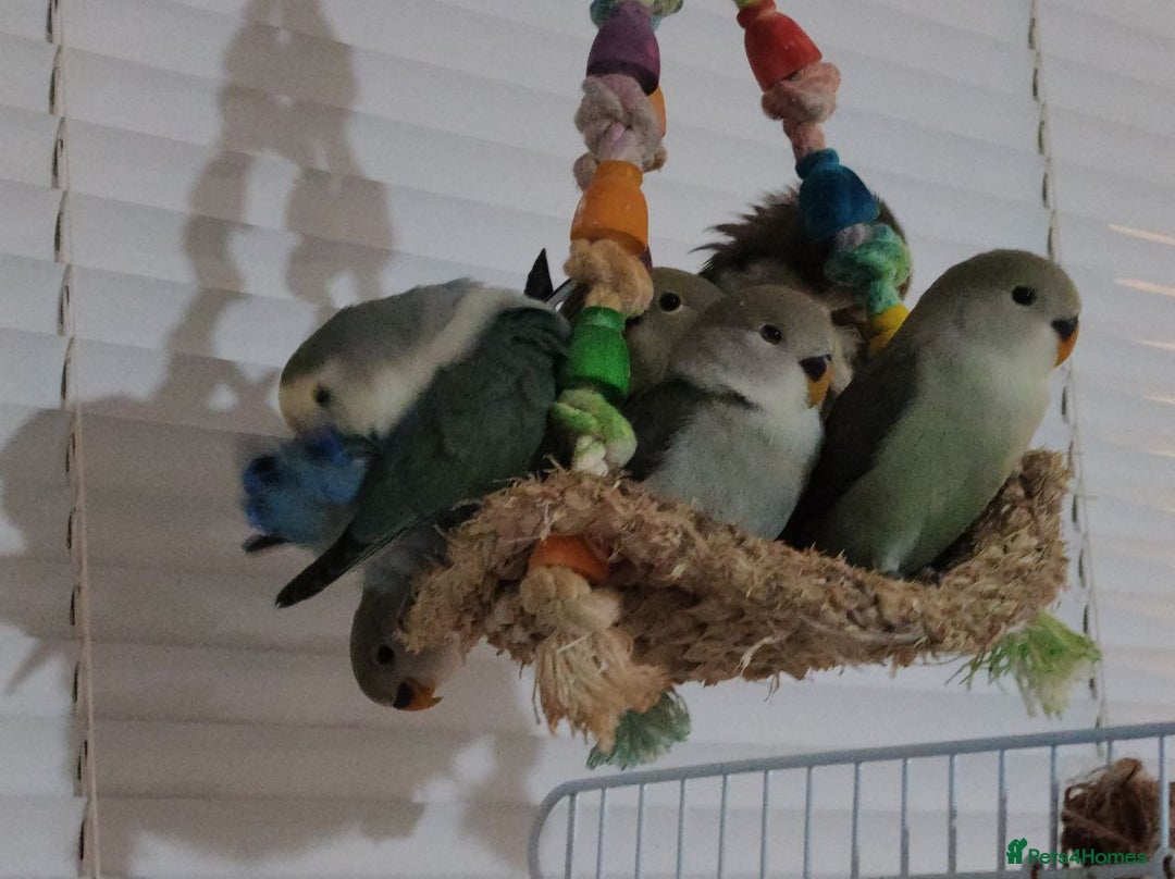 Lovebirds birds for sale: 🐦 Story of The Cutie Siblings! 💚 - Image 7