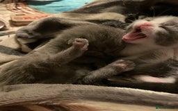 British Shorthair cats for sale: 5 kittens mixed litter 9 weeks old, ready now!  - Image 14