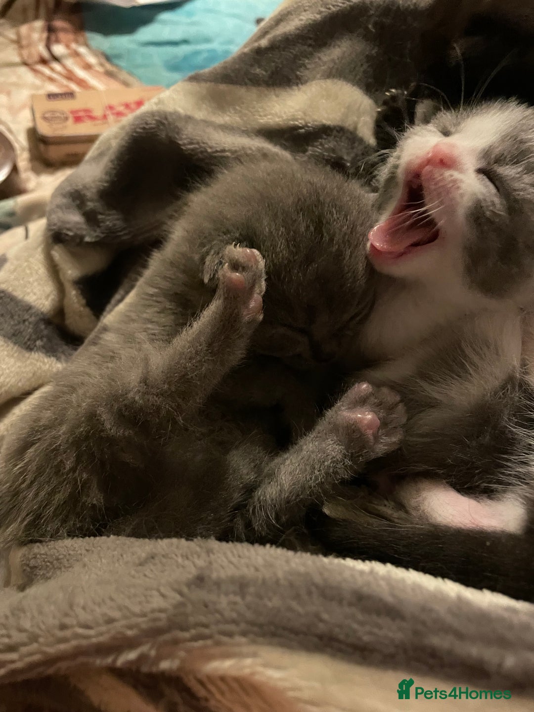 British Shorthair cats for sale: 5 kittens mixed litter 9 weeks old, ready now!  - Image 14