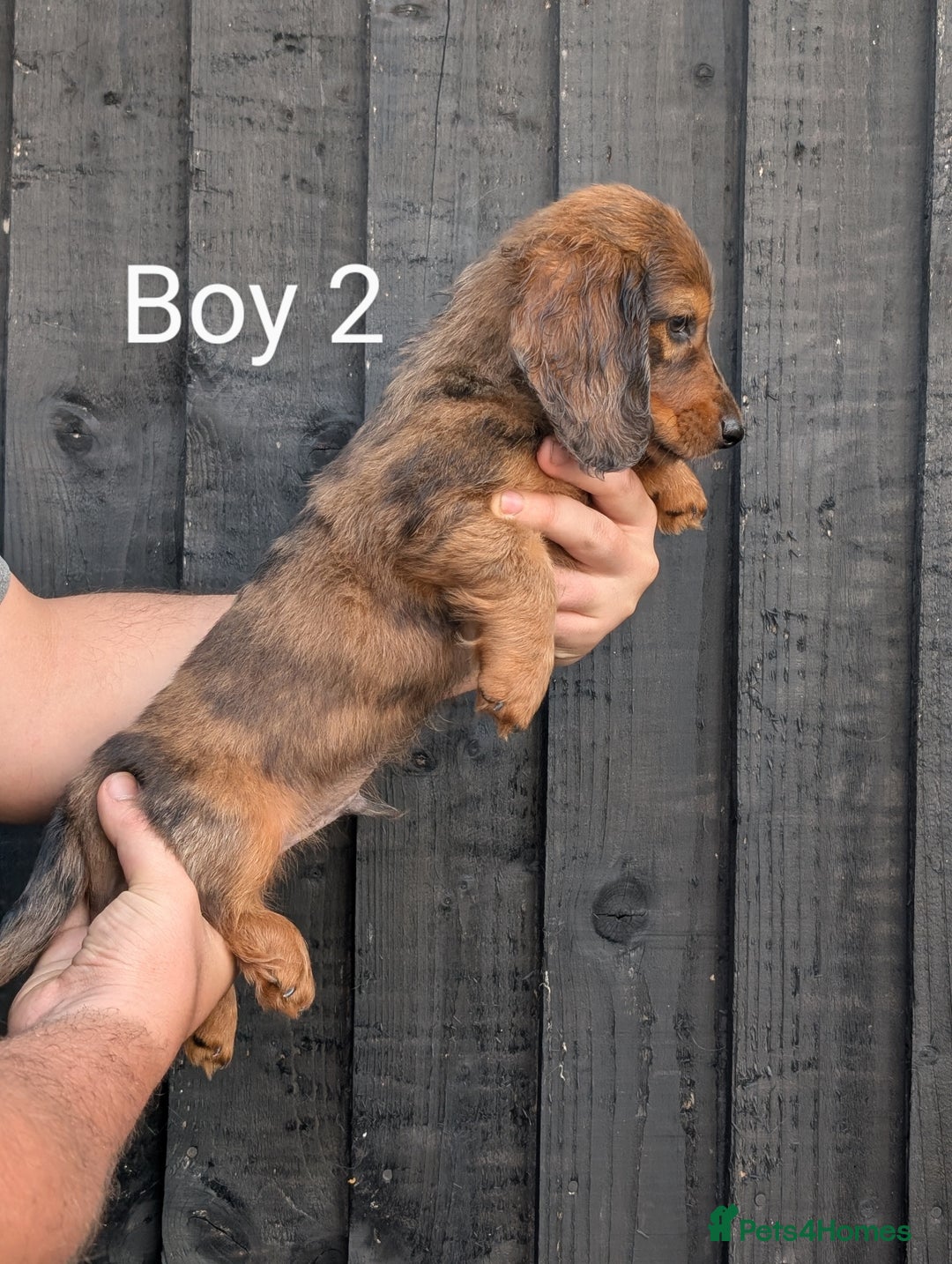 Miniature Dachshund dogs for sale: Mini dachshund puppies - Image 5