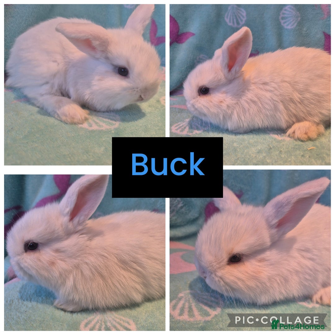 Mini Lop rabbits for sale: Beautiful litter of 10 mini lops - Advert 6