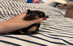 Mixed Breed dogs for sale: Doxie poo puppies - Image 31