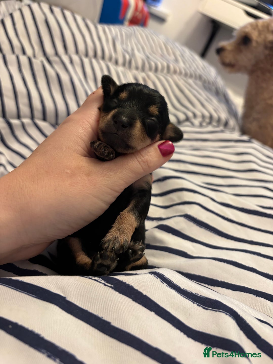 Mixed Breed dogs for sale: Doxie poo puppies - Image 31